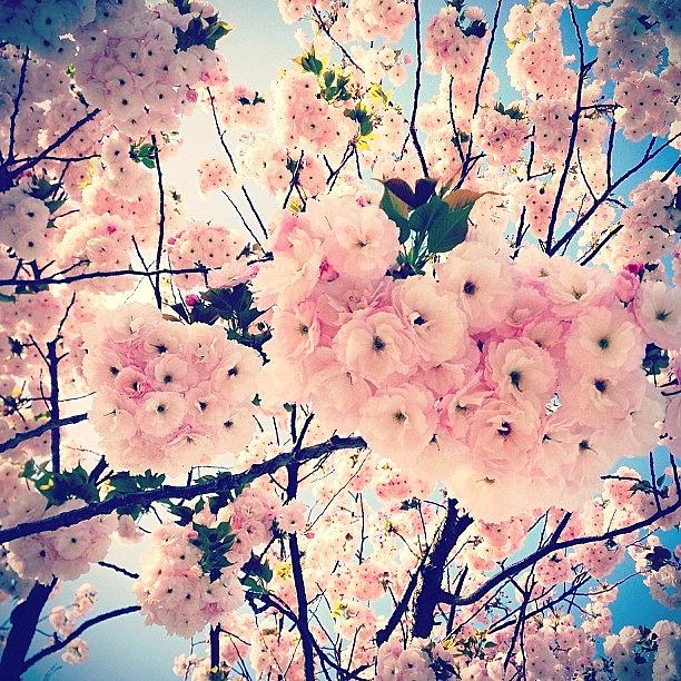 Spring Photograph - Instagram Photo #431375779161 by Ayami Nakamura