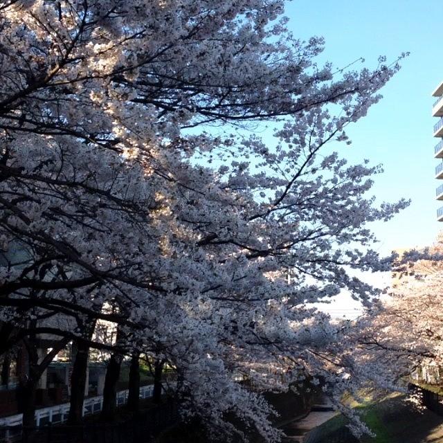 Instagram Photo #431396220509 Photograph by Tokyo Sanpopo