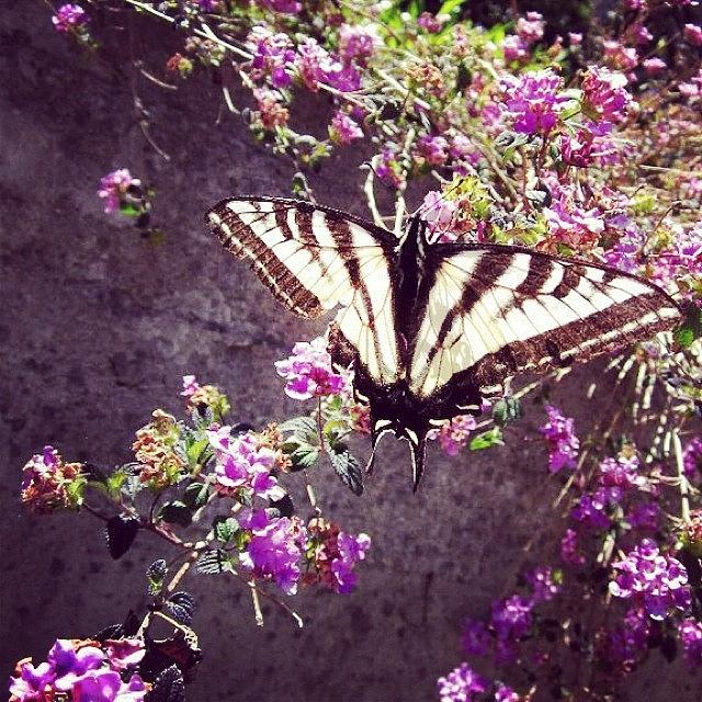 Butterfly Photograph - Instagram Photo #7 by Jamie King