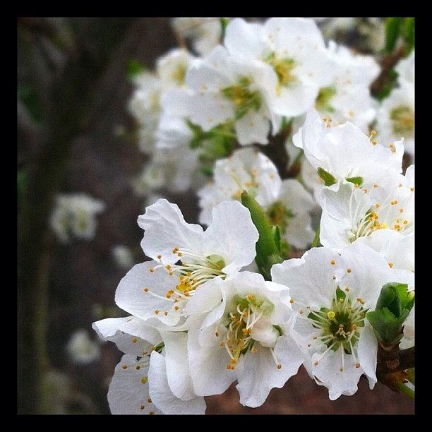 4/365 - Spring Is Here! A Plum Trees #4365 Photograph by Julia Reyes