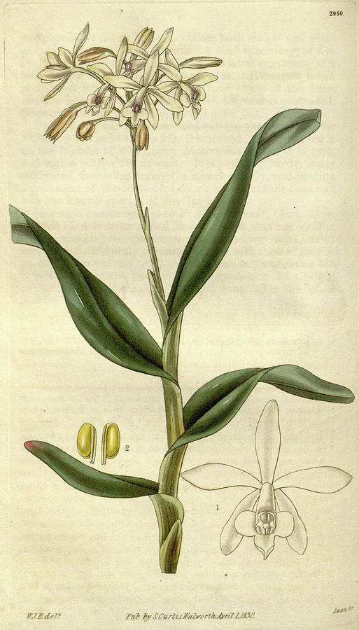 Botanical Print By Sir William Jackson Hooker Drawing by Quint Lox ...