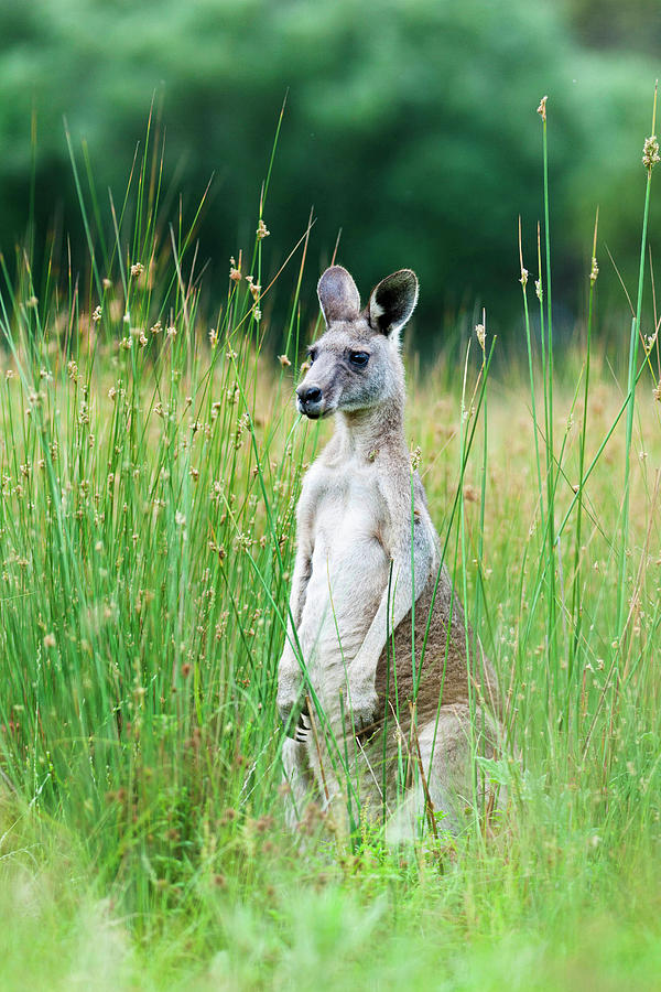 Animal Photograph - Eastern Grey Kangaroo (macropus #44 by Martin Zwick