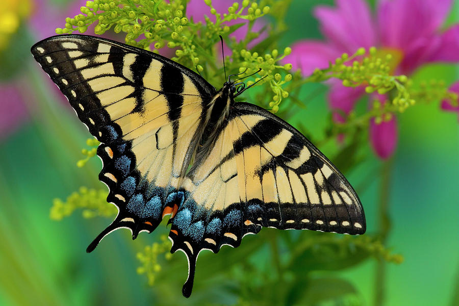 Eastern Tiger Swallowtail Butterfly Photograph By Darrell Gulin - Pixels