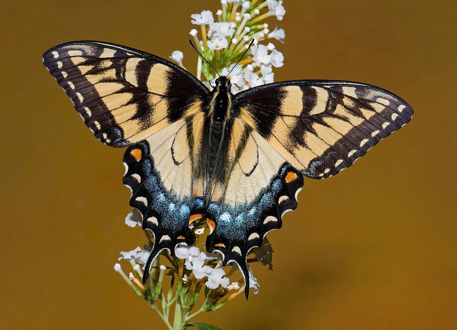 Eastern Tiger Swallowtail Butterfly #44 Photograph by Millard H. Sharp