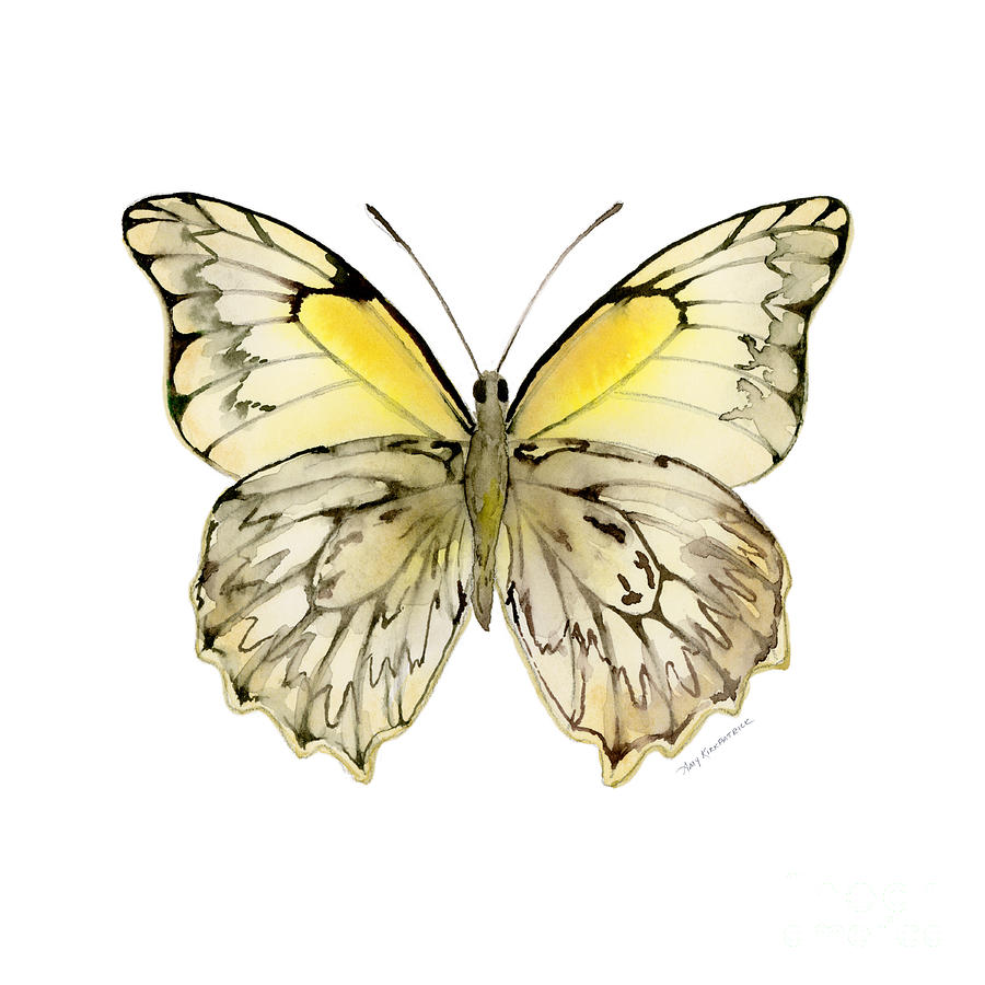 44 Hesperocharia Graphite Butterfly Painting by Amy Kirkpatrick