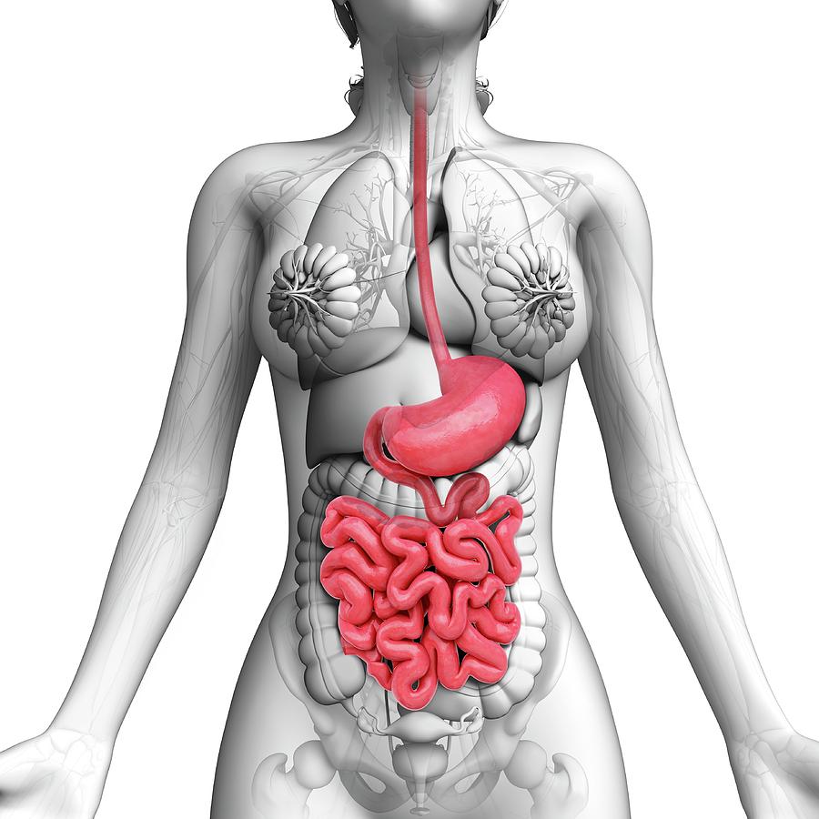 Nobody Photograph - Human Digestive System #44 by Pixologicstudio