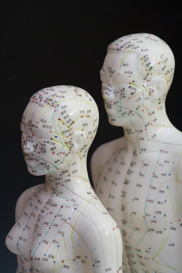 Human Model Showing Acupuncture Points Photograph by Science Stock ...