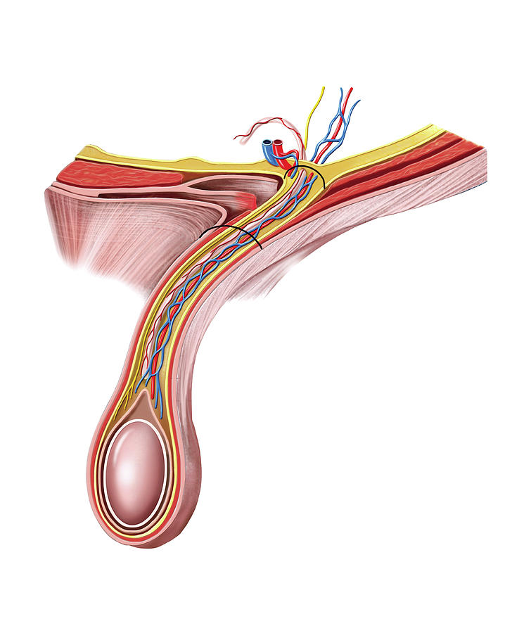 Male Genital System #44 Photograph by Asklepios Medical Atlas