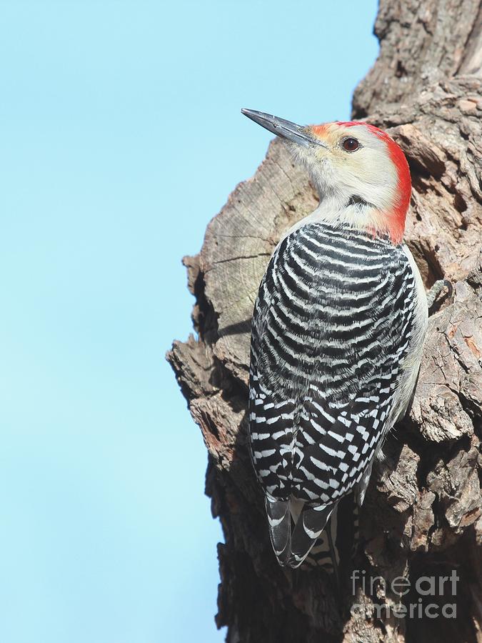 Red-bellied Woodpecker #44 Photograph by Jack R Brock
