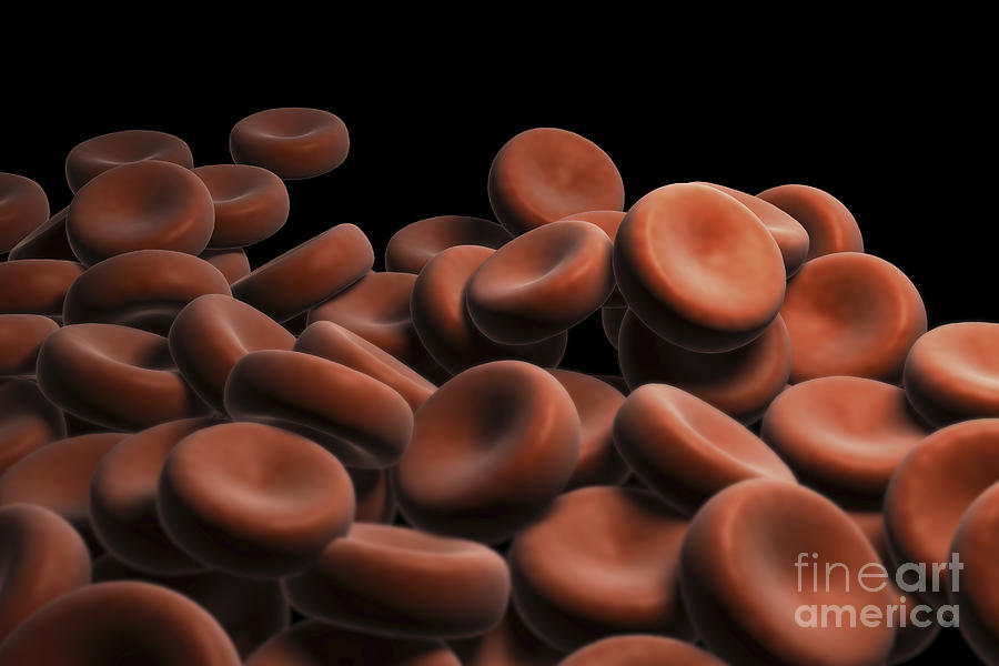 Red Blood Cells #44 Photograph by Science Picture Co