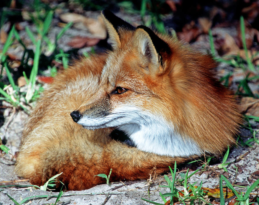 Red Fox #44 Photograph by Millard H. Sharp