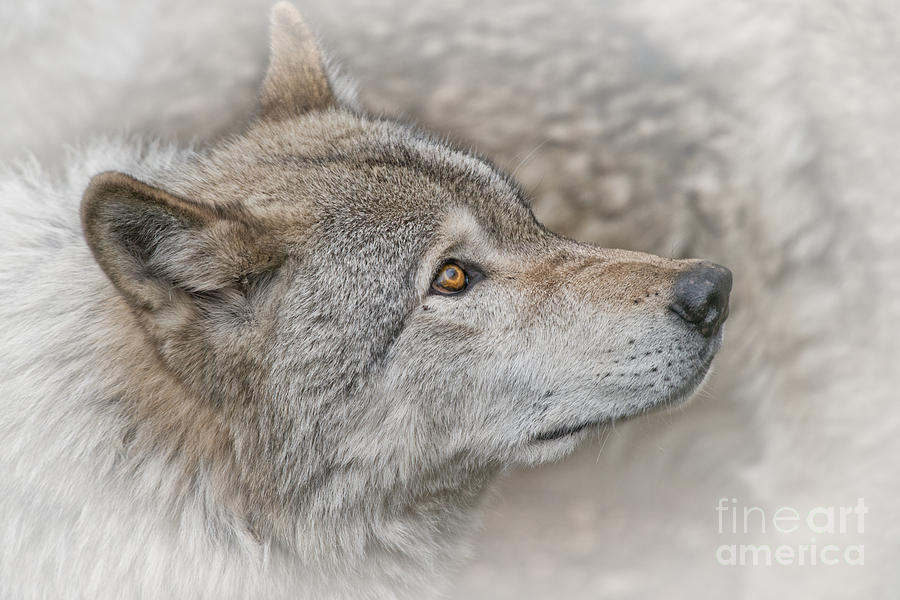 Timber Wolf by Michael Cummings Timber Wolf by Michael Cummings