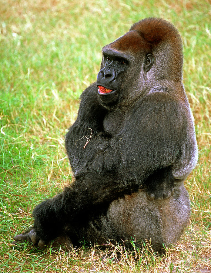 Western Lowland Gorilla #44 Photograph by Millard H. Sharp
