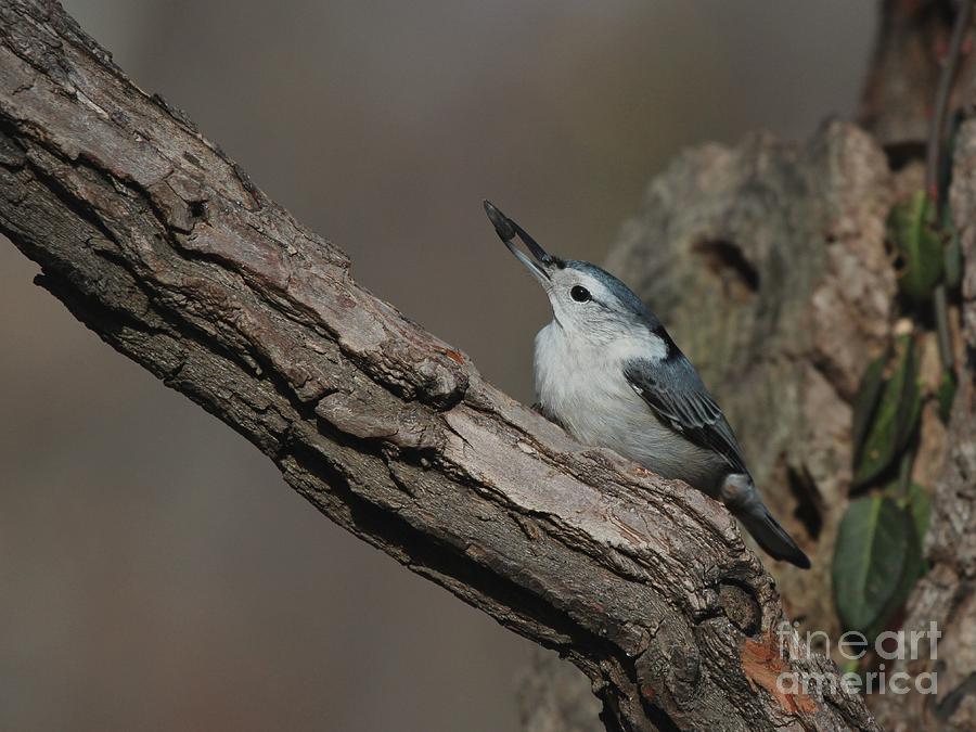 White-breasted Nuthatch #44 Photograph by Jack R Brock
