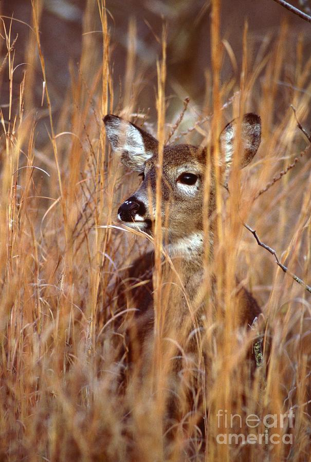 White-tailed Deer #44 Photograph by Jack R Brock