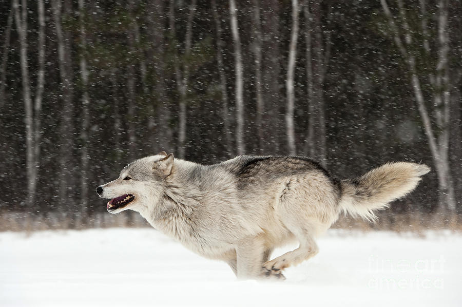Wolf In Winter #44 Photograph by John Shaw