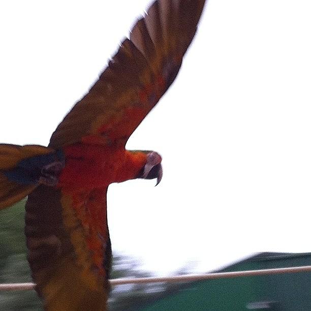 Flying Bird Photograph by Hon Y Hau