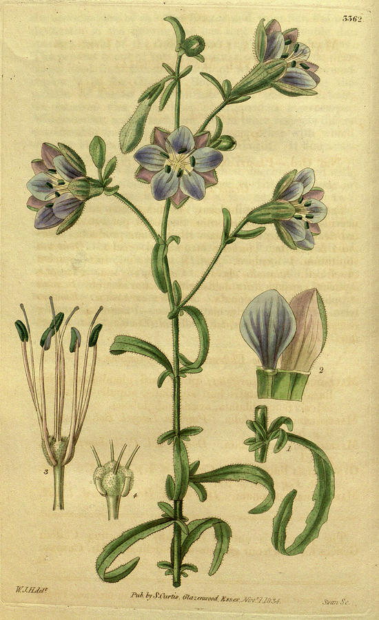 William Hooker Drawing - Botanical Print By Sir William Jackson Hooker #45 by Quint Lox
