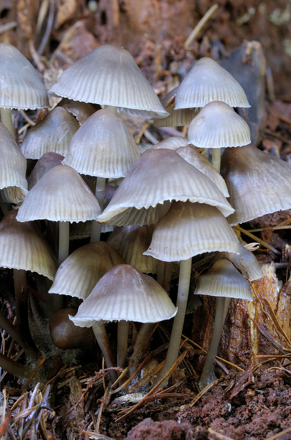 Mushroom Photograph - Canada, British Columbia, Vancouver #45 by Kevin Oke