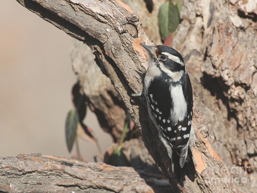 Downy Woodpecker #45 Photograph by Jack R Brock