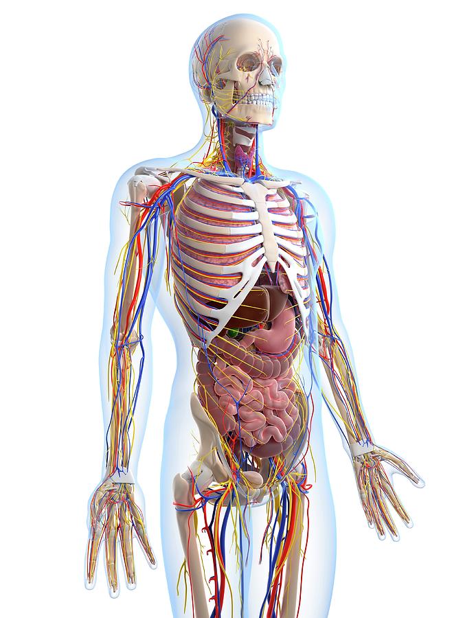 Human Anatomy Photograph by Sciepro/science Photo Library - Fine Art ...