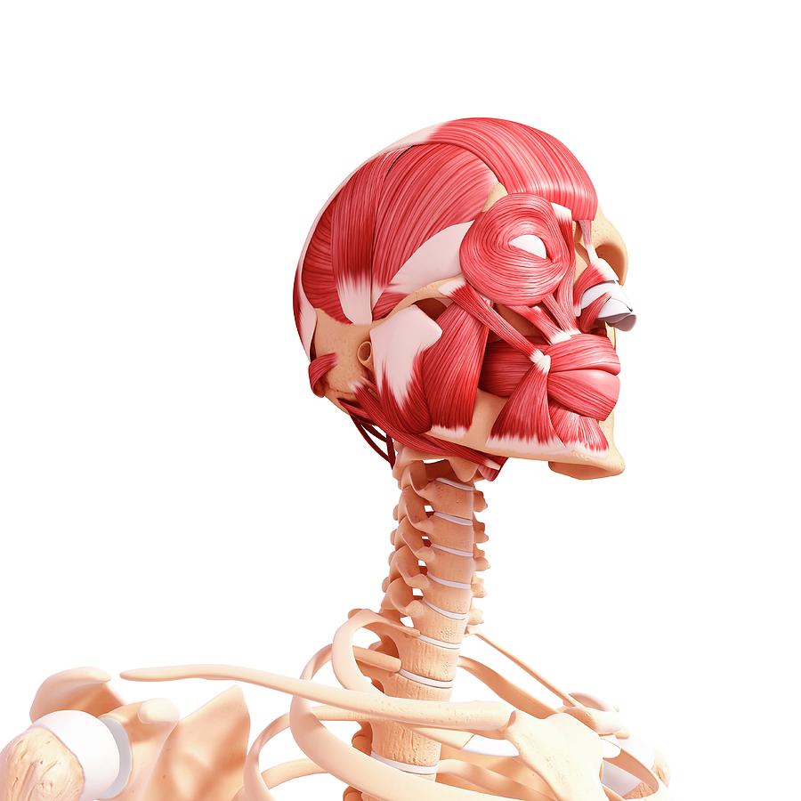 Human Head Musculature Photograph by Pixologicstudio/science Photo ...