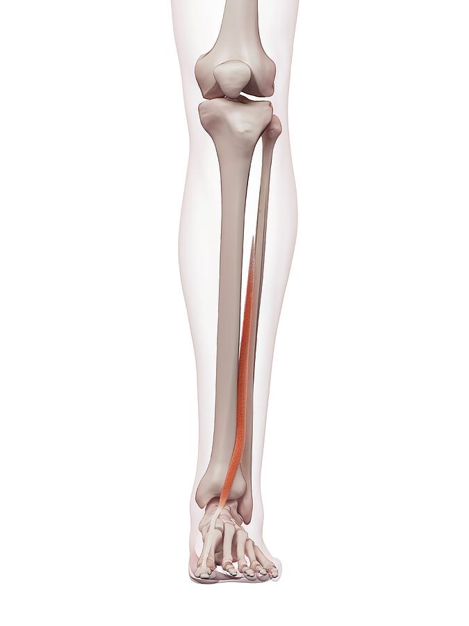 Human Leg Muscles Photograph by Sebastian Kaulitzki/science Photo ...