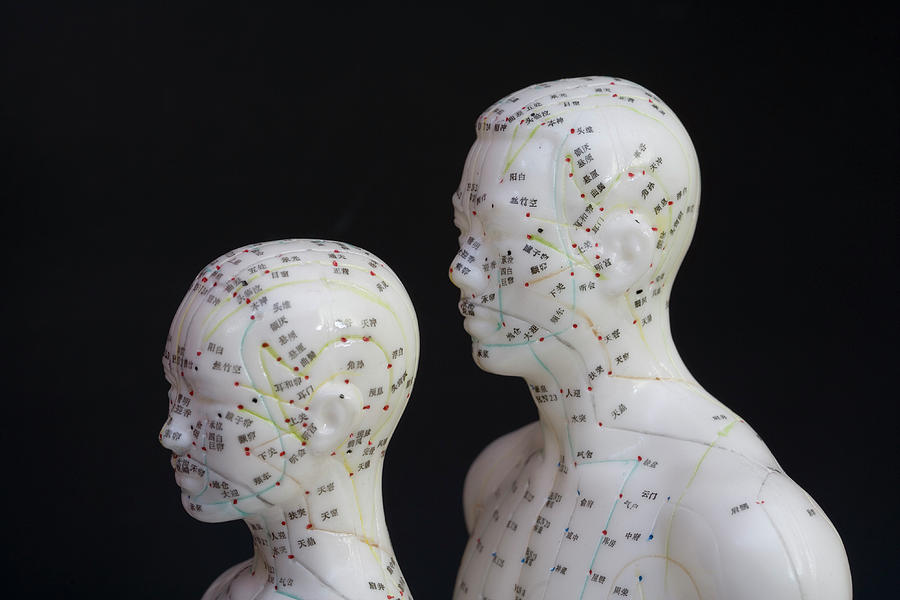 Human Model Showing Acupuncture Points Photograph by Science Stock ...