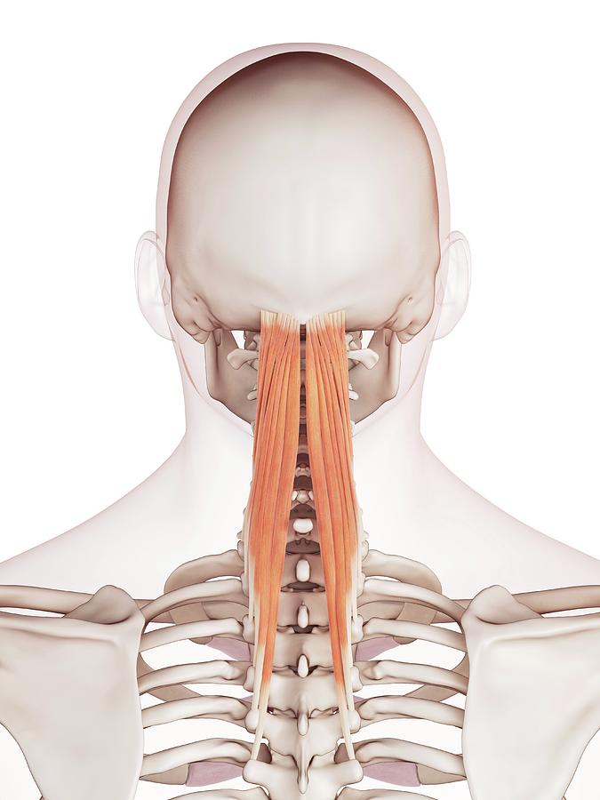 Human Neck Muscles Photograph by Sebastian Kaulitzki/science Photo ...