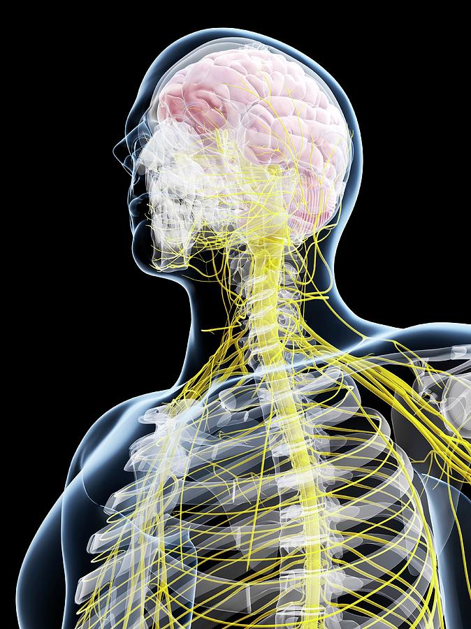 Male Nervous System Photograph by Sciepro/science Photo Library - Fine ...