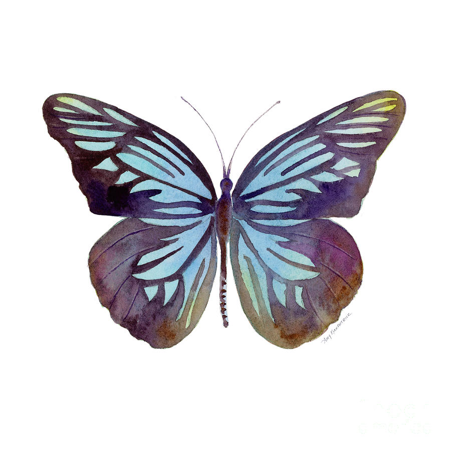 45 Pareronia Tritaea Butterfly Painting by Amy Kirkpatrick