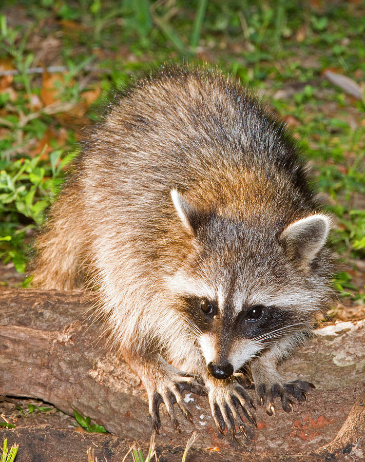 Raccoon Photograph by Millard H. Sharp - Pixels