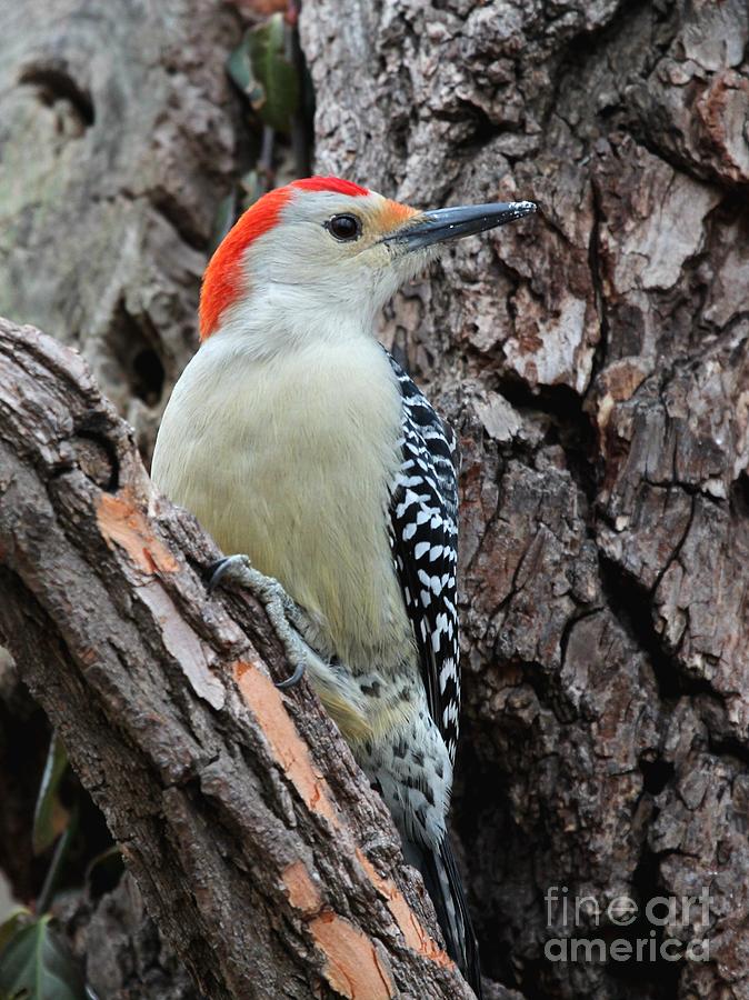 Red-bellied Woodpecker #45 Photograph by Jack R Brock