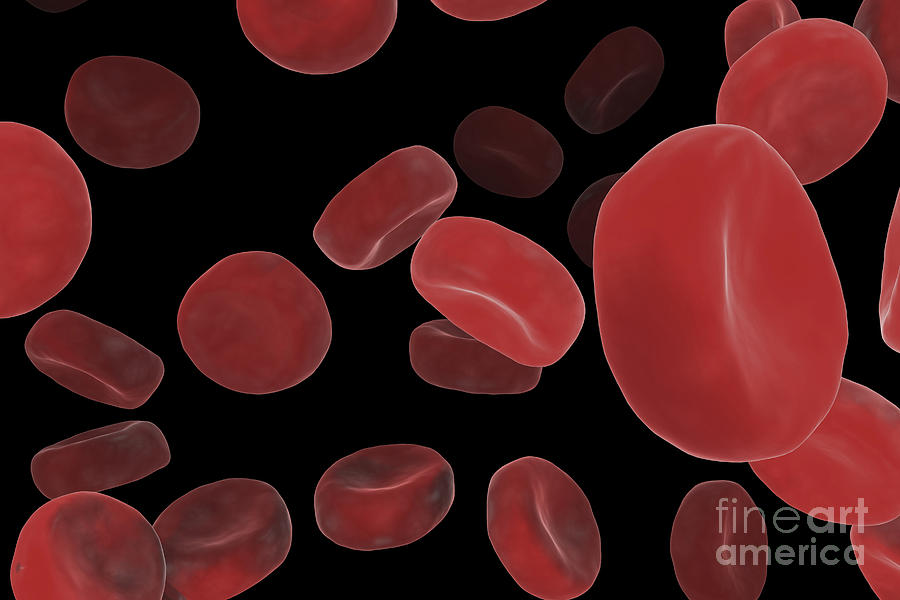 Red Blood Cells #52 Photograph by Science Picture Co
