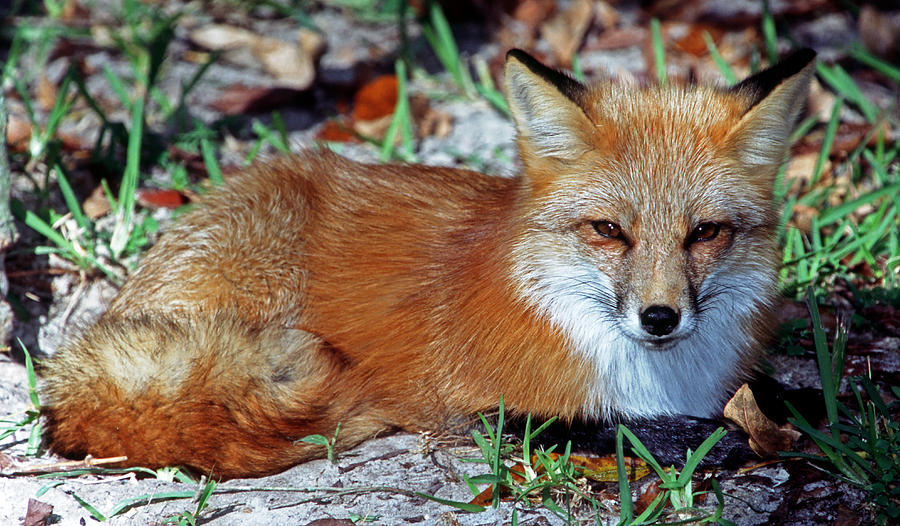 Red Fox #45 Photograph by Millard H. Sharp