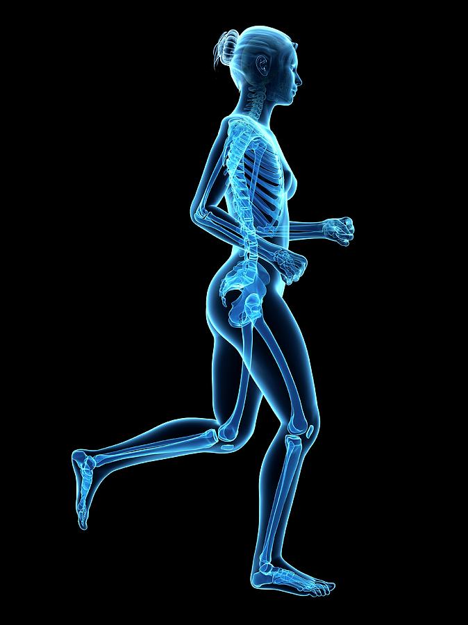 Skeletal System Of Runner #45 Photograph by Sebastian Kaulitzki