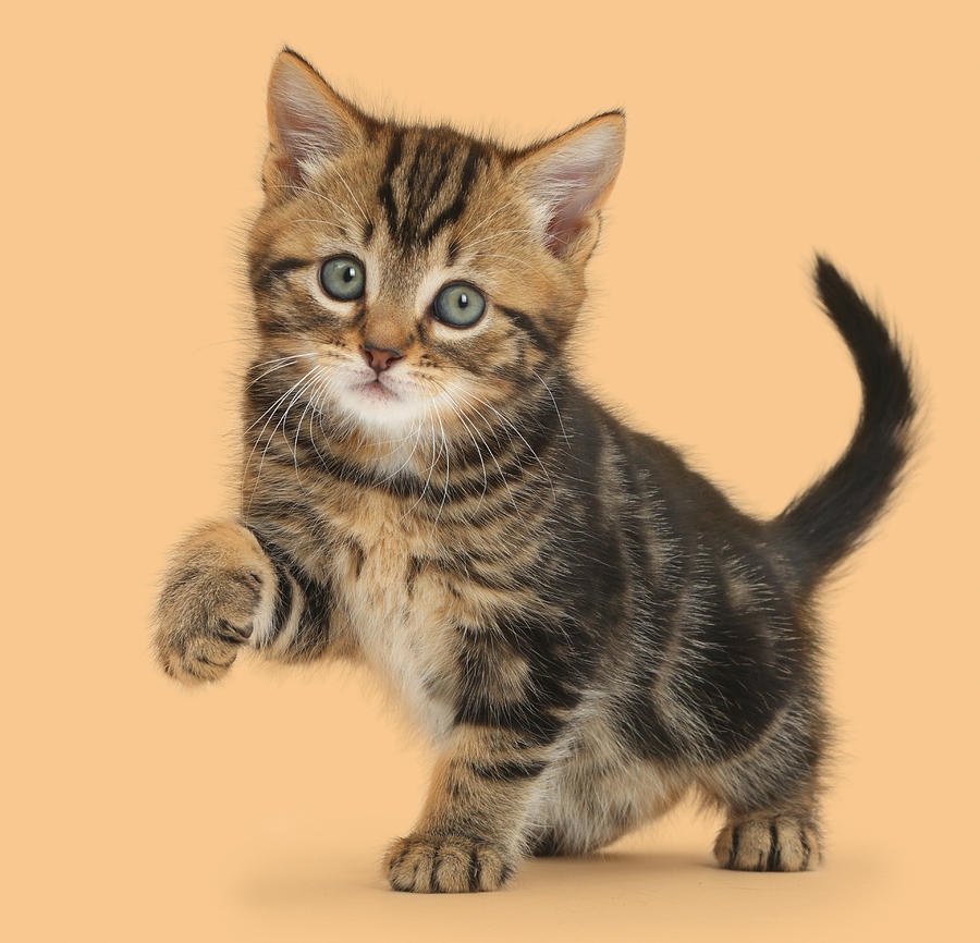 Tabby Kitten Photograph by Mark Taylor - Pixels