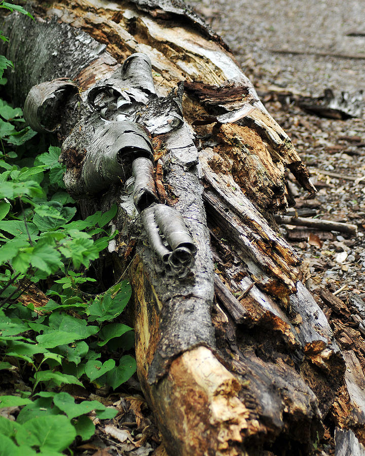 Rotting Log Photograph by Gene Tatroe