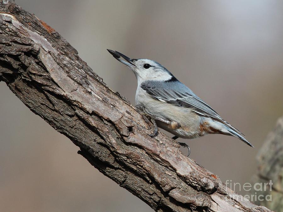 White-breasted Nuthatch #45 Photograph by Jack R Brock