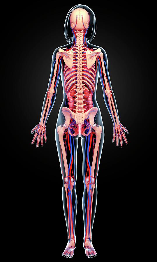 Female Anatomy Photograph by Pixologicstudio/science Photo Library ...