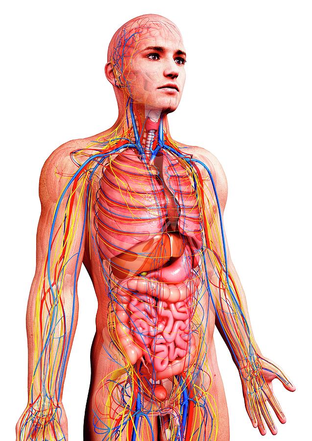 Male Anatomy Photograph by Pixologicstudio/science Photo Library - Fine ...