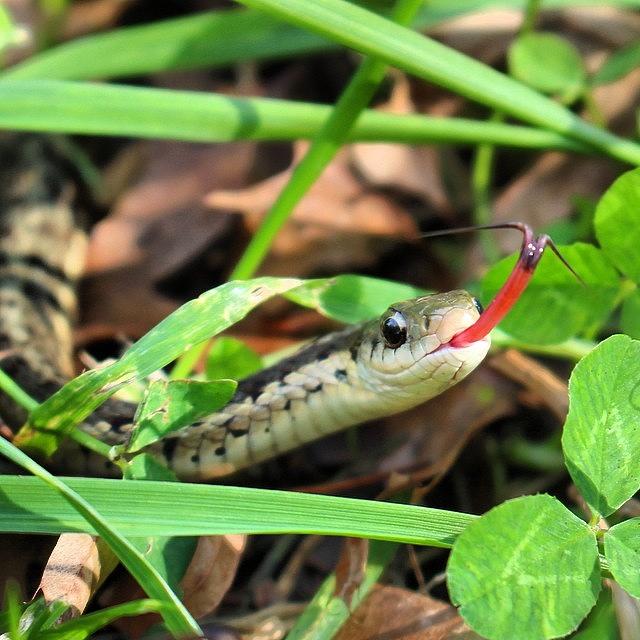Snake Photograph - Garter Snake Flicks Tongue by Roth Gray
