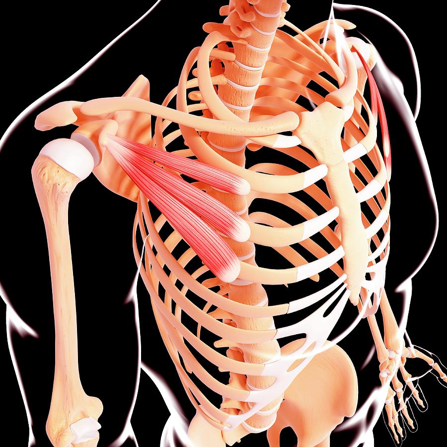 Кость под ключицей. Ribcage Tilted.