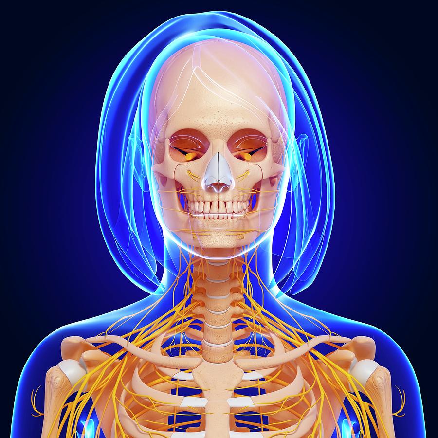 Female Anatomy Photograph by Pixologicstudio/science Photo Library ...