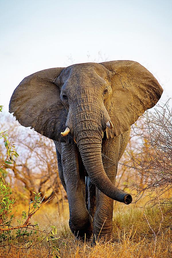 African Mammals Photograph by Shannon Benson