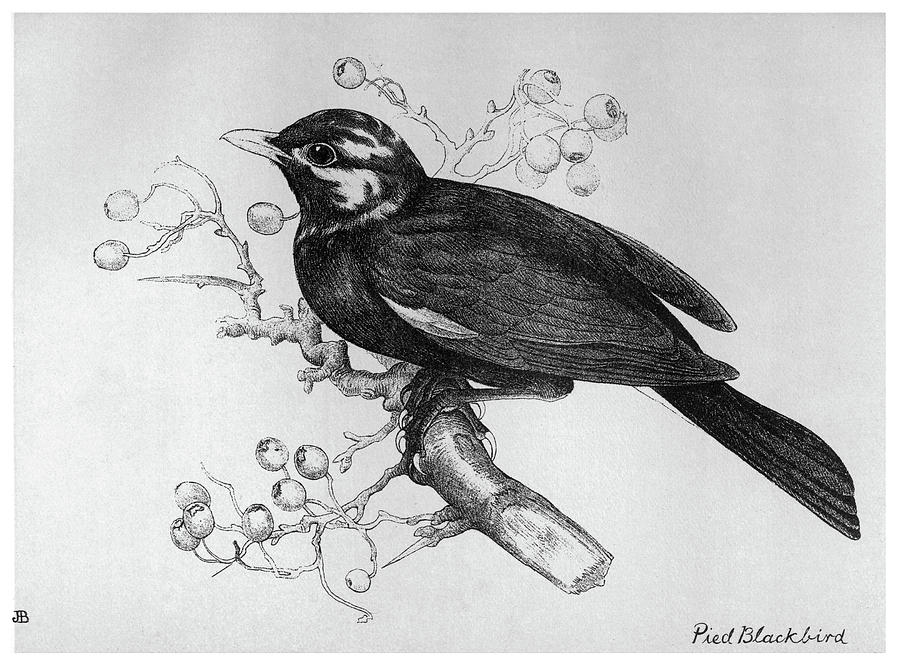 Blackbird Drawing - Blackburn Birds, 1895 #46 by Granger