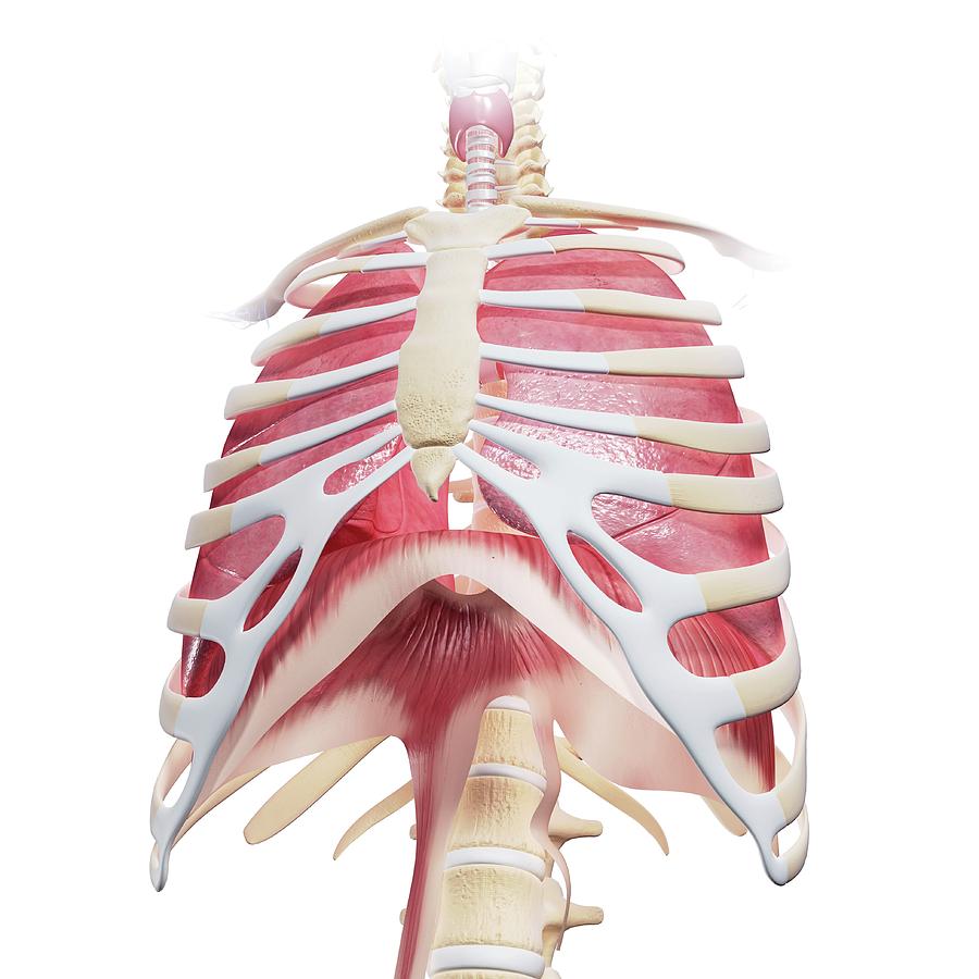 Female Upper Chest Anatomy   46 Chest Anatomy Pixologicstudioscience Photo Library 