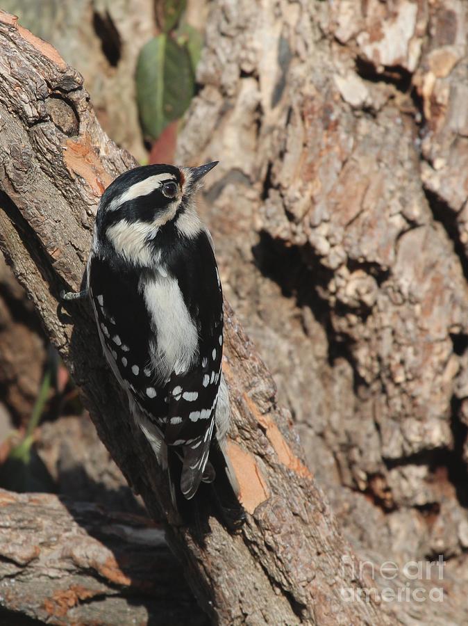 Downy Woodpecker #46 Photograph by Jack R Brock