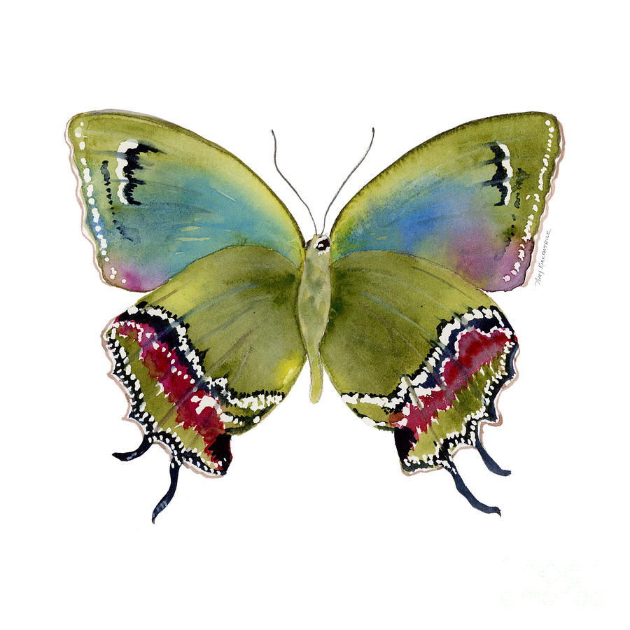 Nature Painting - 46 Evenus Teresina Butterfly by Amy Kirkpatrick