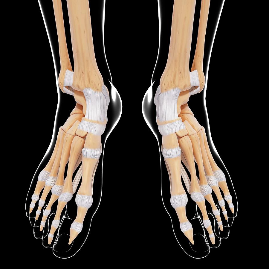 Human Foot Bones Photograph by Pixologicstudio/science Photo Library